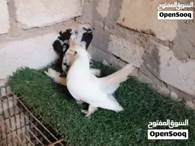 كوبيا روسي راقدة على دحي ماشاءالله تبارك الله لاقوة الا بالله 2