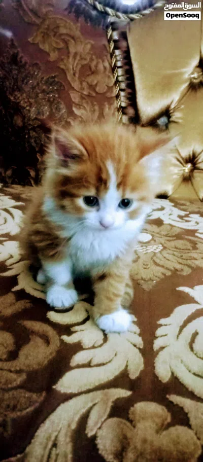قط شيرازي للبيع 2