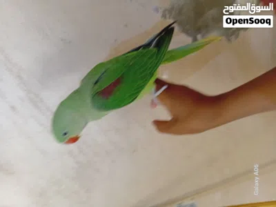 فرخ كاساندرا ايه من الجمال مرسوم رسم العمر شهرين ونص بدايه فطم حجم جامبو زق يدوي اليف مليون بنيه الم 2