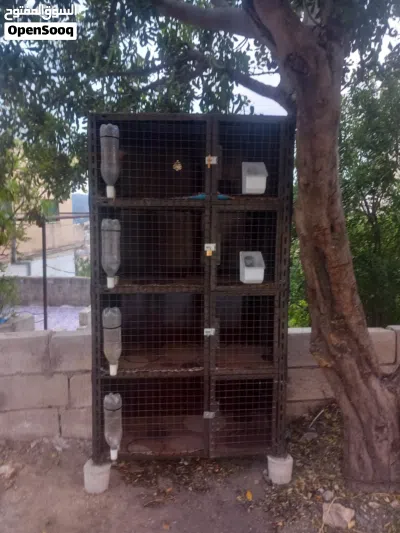 قفص وانثى بلجم للبيع بسعر حرق لثنين 4