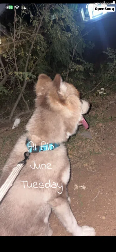 كلب ضايع ف العين 4