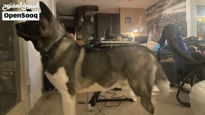 American Akita 3