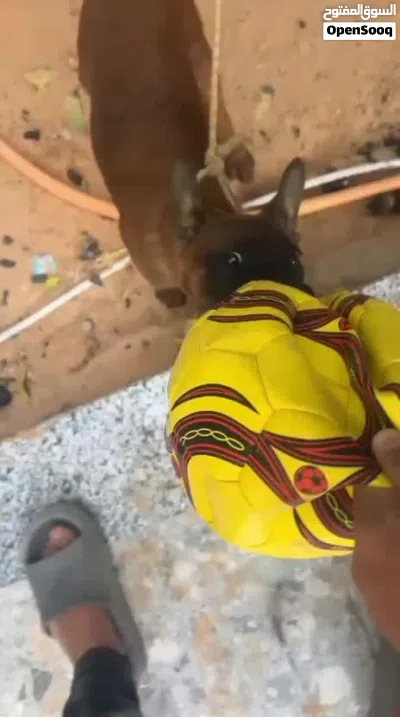 جرو ذكر مالينوا للبيع حاجه ربي يبارك 2