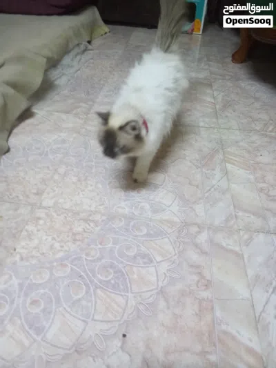 قطه هملايا وأولادها شيرازيات 3