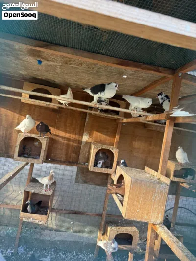 Many varieties pigeon available Al Zubair 3