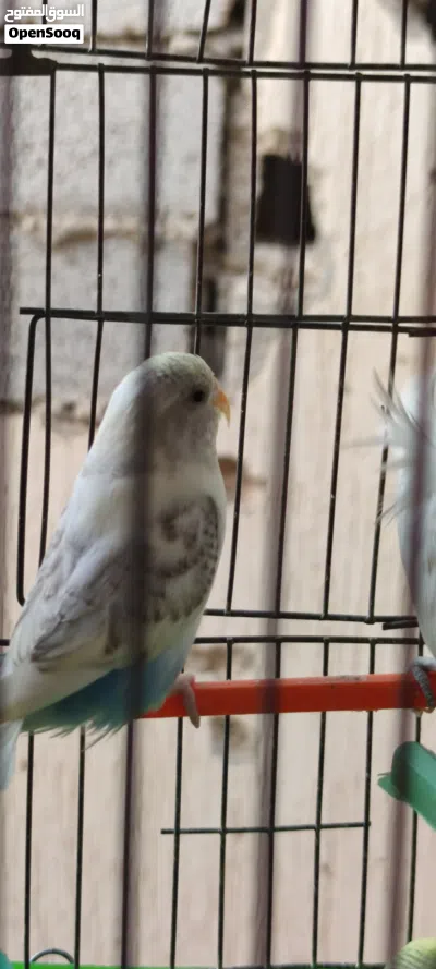 السلام عليكم. كوبيه ربي يبارك بانده السعر حرق 2
