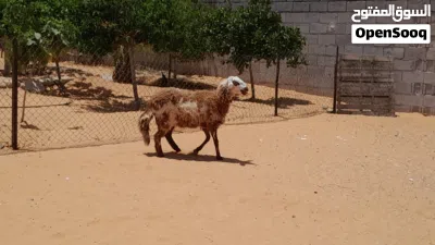 فطيمه هجين وطني ربي يبارك مش مبدله عشره بادن الله سلاله ربي يبارك جنس تومي 4