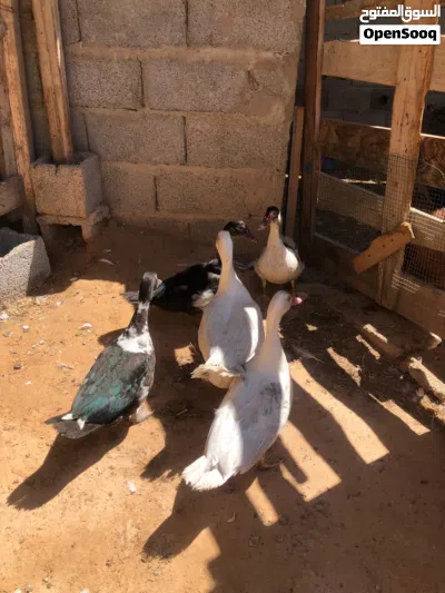 بط عربي بسم الله ماشاء الله بط صغير 2