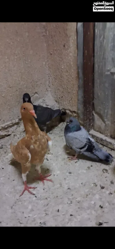5 فراخ فطم جديد 3