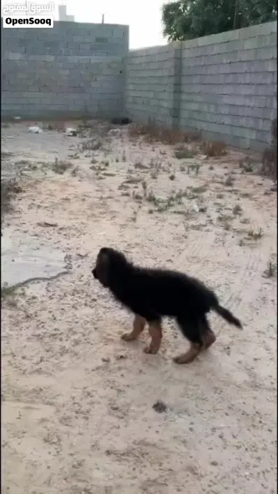 ذكر جرو جيرمن لونق هير 3