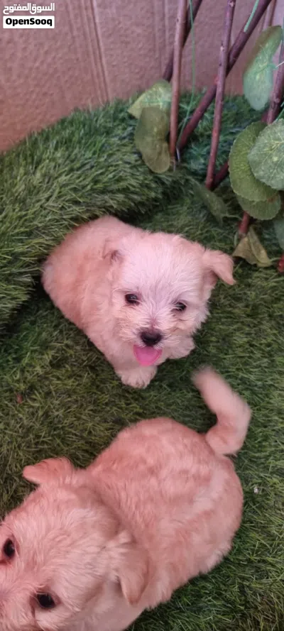 جرواي مالتيبو Maltibo puppy 3