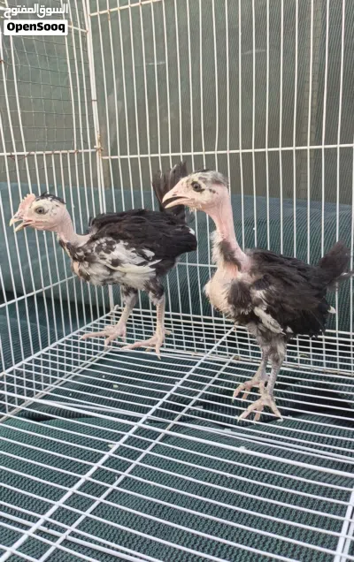 متاح زوج افراخ ابو ركيبه. العمر شهر 2