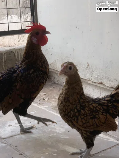 ديج ودجاجة إسباني 4