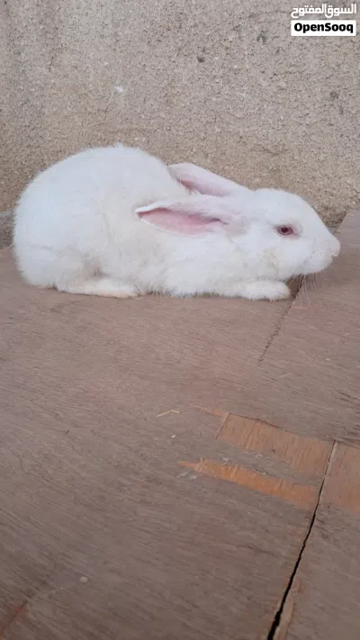 أرانب عمانيه 3