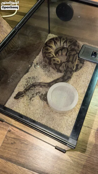 ثعبان Python 2