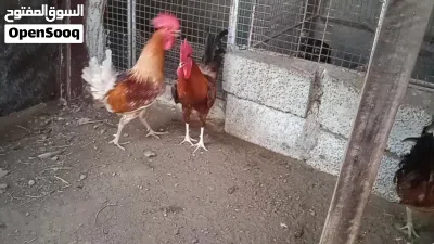 3دياكه سمان يصلحن لذبح وتربيه 9ريال الكل اخرهم موقع لوى. 3