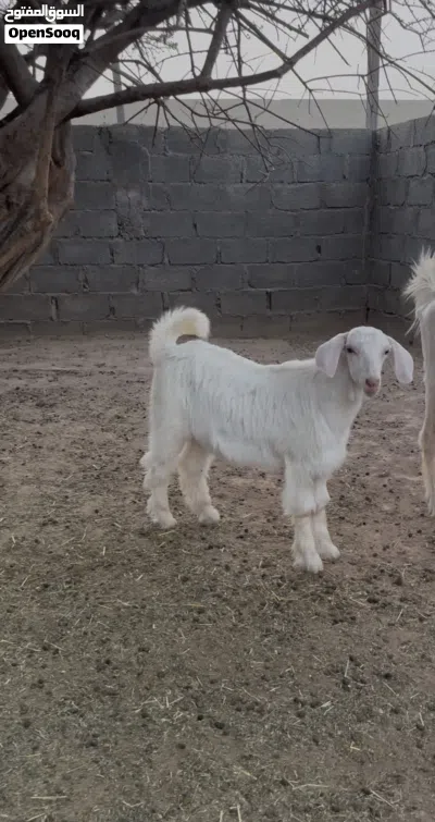 صخل من حلال الجواميد 3