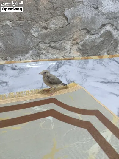 بلابل هزار اقره الوصف 4