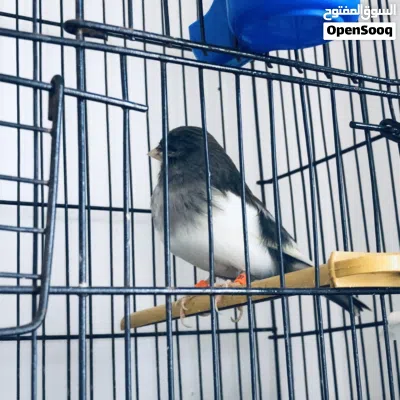 كناري انثى و ذكر 3