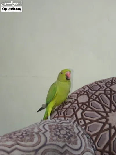 الببغاء الخضر 4