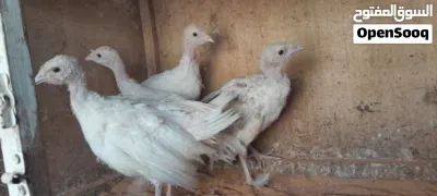 انتاج ديك رومي 3