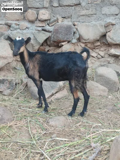 للبيع أغنام العدد 2 اقرا الوصف 2