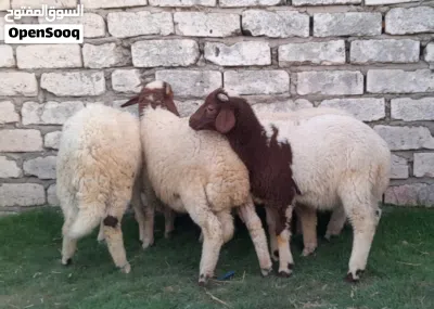 5خرفان ذكور للبيع 3