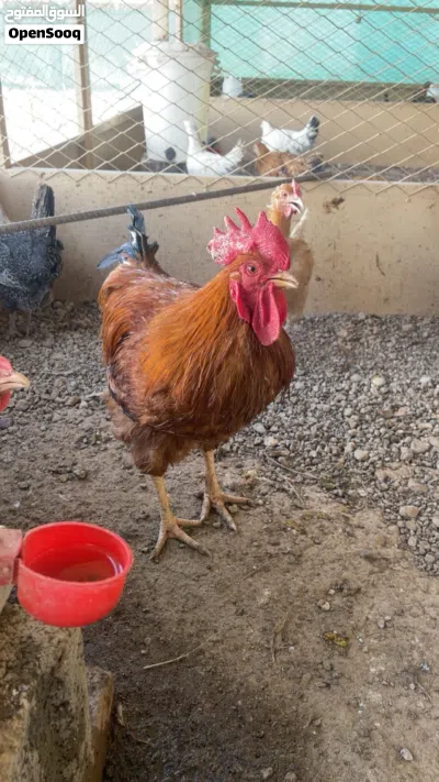 ديكة فرنسي كولمبي ساكس واحمر 4