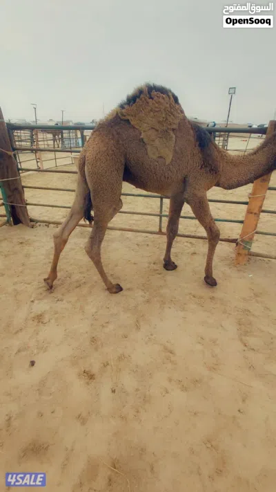 للبيع قعدان محليه فاخره شي يجمل 4