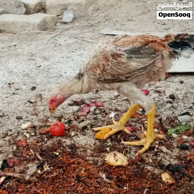 دجاج هندي مخاليف 4