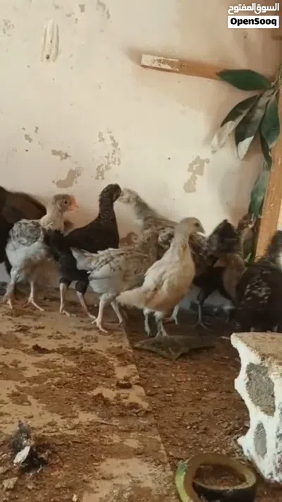 صيصان بلدي للبيع 2