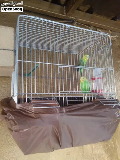 جوز حب ماشاء الله صحه نخب 2
