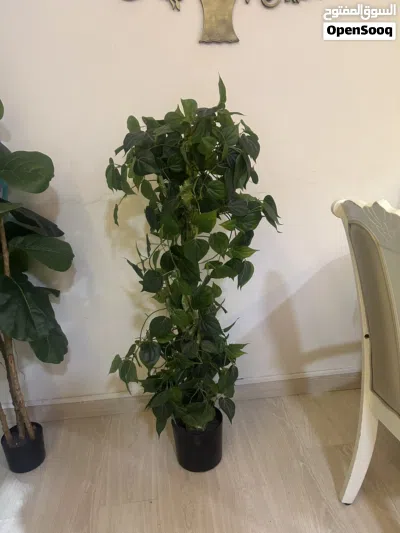 Large Ficus / Climbing Plant 4