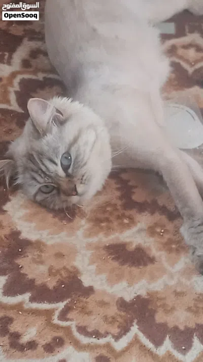 انثي سبب البيع لعدم التفرغ 2