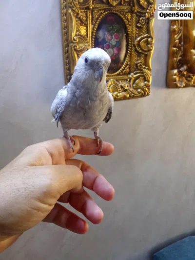 ببغاء ( عصفور ) كوكتيل ( انثى ) اليفة جداااااااا ... 20 دينار 2