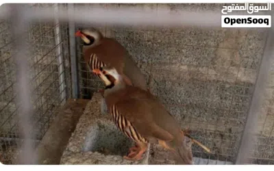 للبيع طيور حجل و بادجي و فيشر وروز 3