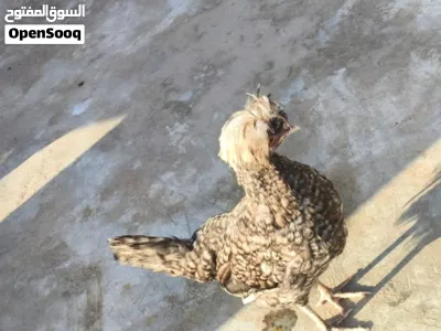 دجاج بالوني للبيع شوف الوصف 4