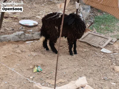 جعده ما شاء الله 4