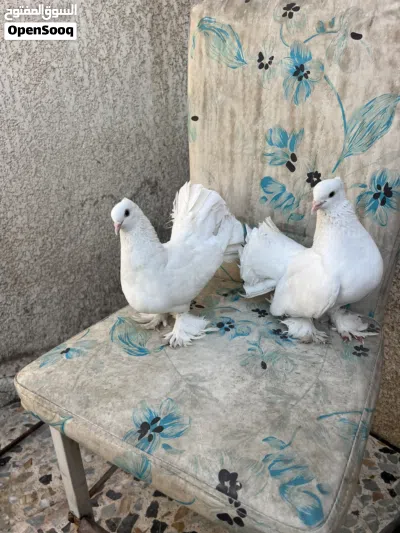 طيور هندوايات مستوى جيد 3
