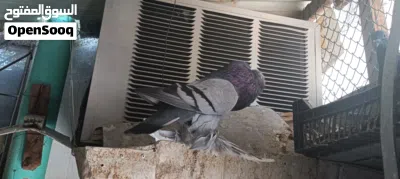 pigeon sale الــنــوع: حمام نفاخ 4
