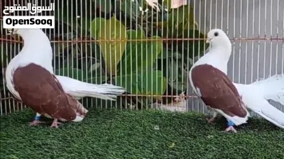 السلام عليكم ورحمة الله وبركاته للبيع حمام تانجو أزواج وفرديات 4