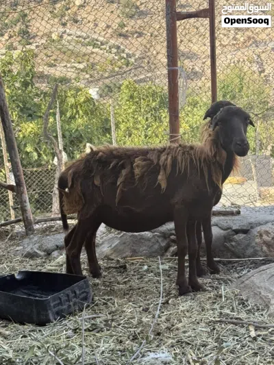 للبيع جعد اصل بدون تهجين 2