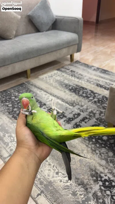 للبيع بغبغاء نيبالي أليف جداً 2