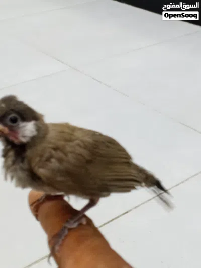 بلابل الفئات مخاليف ملأت الجزيره بدايه تغريد 2