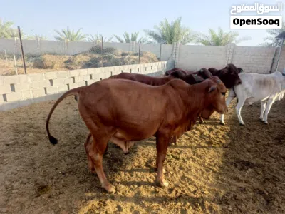 ثيران مطعومه 4