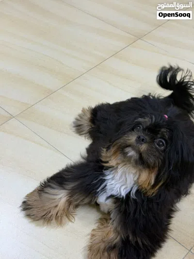 للبيع – شيتزو ذكر (Shih Tzu) 2