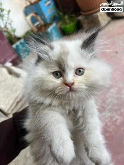قطة صغيرة همالايا للبيع 4