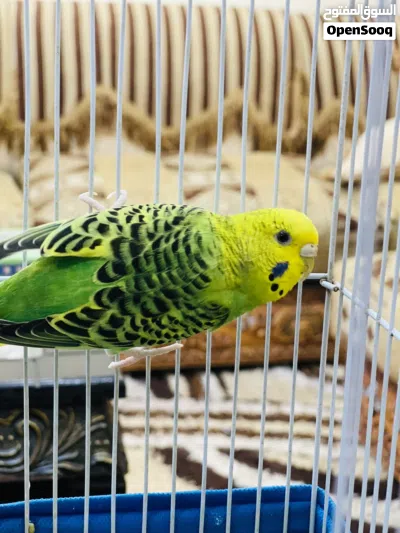 طيور الحب اناث مع قفص 2
