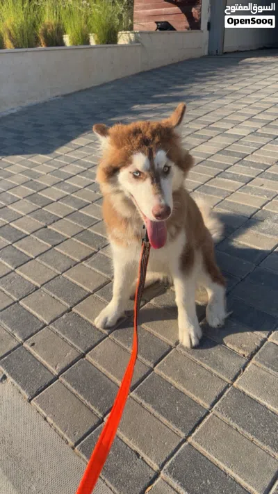 Female malamute husky 2