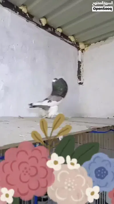 الصلاه ع النبي 3